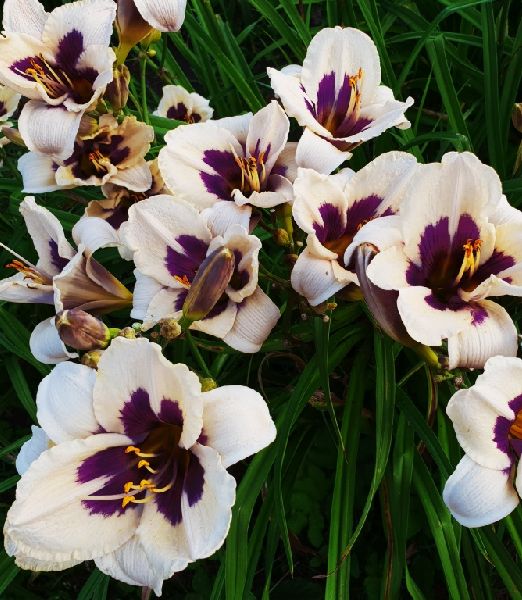 Hemerocallis ‘Moonlit Masquerade’